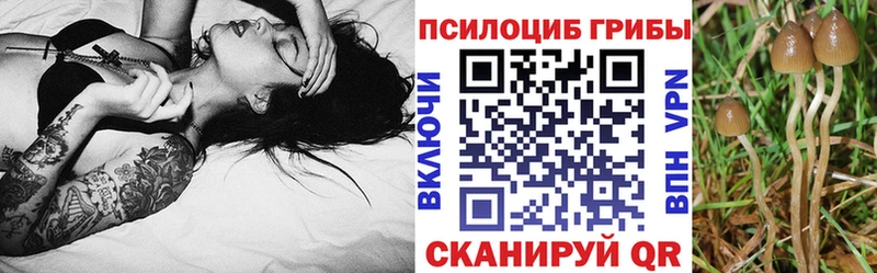 Купить где  Нальчик  Галлюциногенные грибы GOLDEN TEACHER 